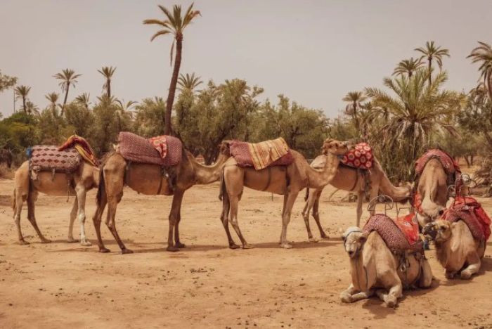 Balade à dos de Chameau - Désert Palmeraie - Marrakech 