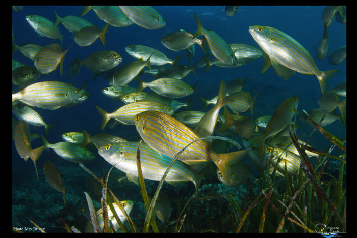 Snorkeling - Randonnée Palmée - Fréjus 