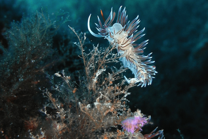 Randonnée palmée Snorkeling à Ajaccio en Corse