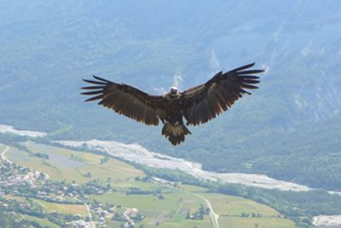 Baptême en Parapente Handisport dans le Verdon - Lac de Castillon