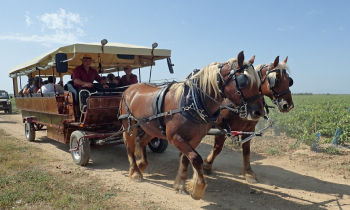 Balade à cheval en petite Camargue - proche Montpellier