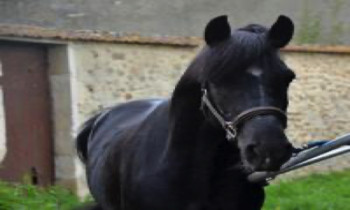 Randonnée à cheval 1 journée à Roiffe proche de Saumur – Vienne