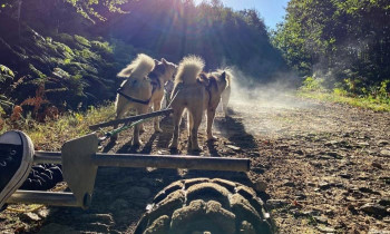 Cani-kart - Chiens de traîneau - proche Limoges