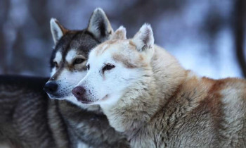 Randonnée chiens de traîneaux - Pyrénées Orientales