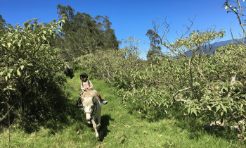 Balade à Cheval - Le Tampon - Réunion