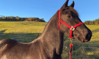 Stage de Découverte à Cheval - Le Tampon - Réunion