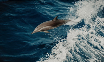 Rencontre des Dauphins et cétacés en Bateau - Saint-Raphaël