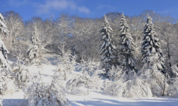 Demie-Journée privative en Raquettes à Neige 1 à 6p - Massif Vosgien 