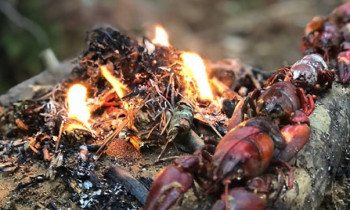 Stage Atelier Cuisine sauvage en pleine nature - Dordogne