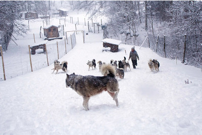 Cani-Raquette Duo en chiens de traîneaux - proche Grenoble
