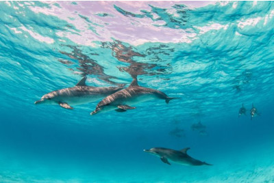 Excursion en bateau à la découverte des Dauphins - Martinique
