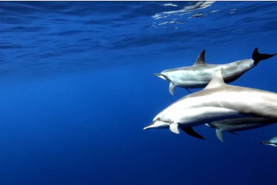 Excursion en bateau à la découverte des Dauphins - Martinique