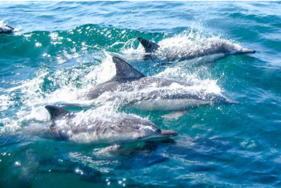 Excursion en bateau à la découverte des Dauphins - Martinique