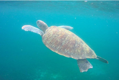 Excursion en bateau à la découverte des Dauphins - Martinique