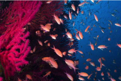 Plongée d'exploration sous-marine encadrée à Sainte-Maxime