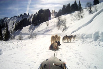 Randonnée chiens de traîneau proche du Lac Léman