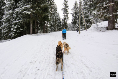 Randonnée chiens de traîneau proche du Lac Léman