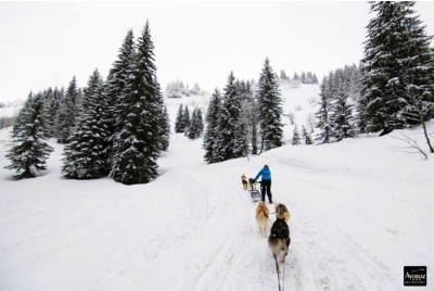 Randonnée à 2 en chiens de traîneaux - proche Valence