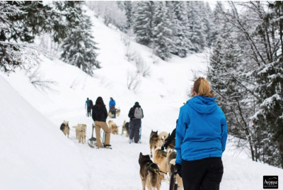 Randonnée chiens de traîneau proche du Lac Léman