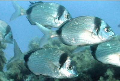 Randonnée palmée Snorkeling à Ajaccio en Corse