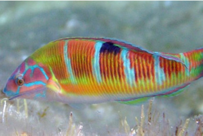 Randonnée palmée Snorkeling à Ajaccio en Corse