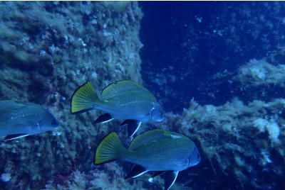 Randonnée palmée Snorkeling à Ajaccio en Corse
