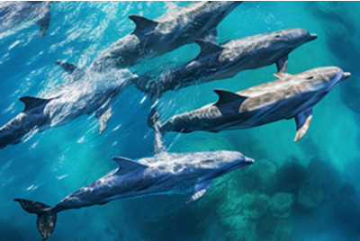 Excursion en bateau à la découverte des Dauphins - Martinique