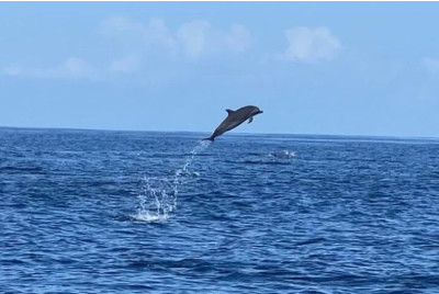 Excursion en bateau à la découverte des Dauphins - Martinique