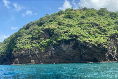 Excursion en bateau à la découverte des Dauphins - Martinique