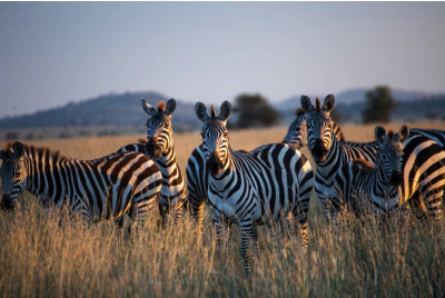 Stage de survie en Afrique Bushmen - Tanzanie