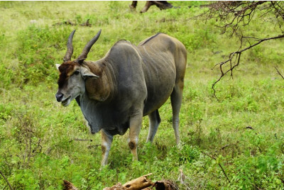 Stage de survie en Afrique Bushmen - Tanzanie