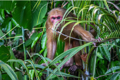 Stage de survie dans la Jungle Lahu - Thaïlande