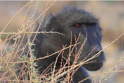 Stage de survie en Afrique - Namibie