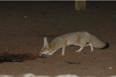 Stage de survie en Afrique - Namibie