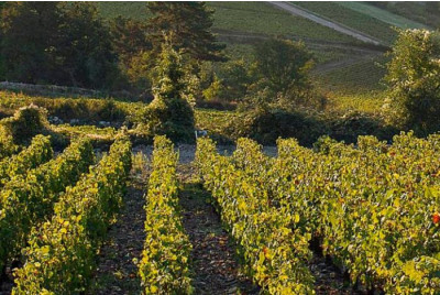 Baptême en Montgolfière en Bourgogne - Beaune - Pommard