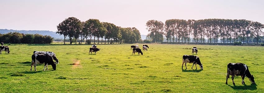 limousin